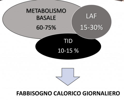 il metabolismo